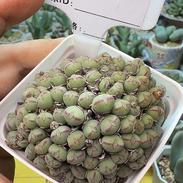 216。满38包邮肉锥