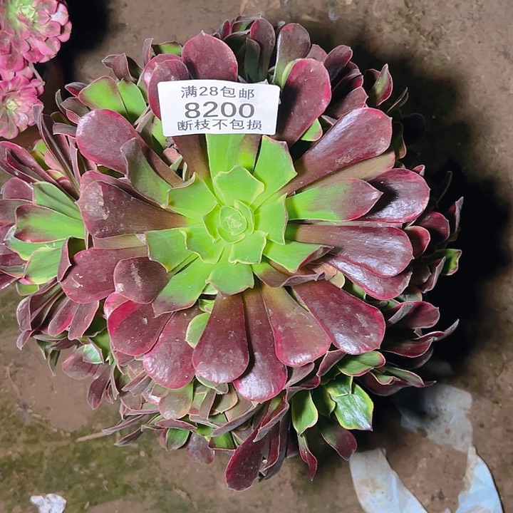 8200幽兰多肉植物