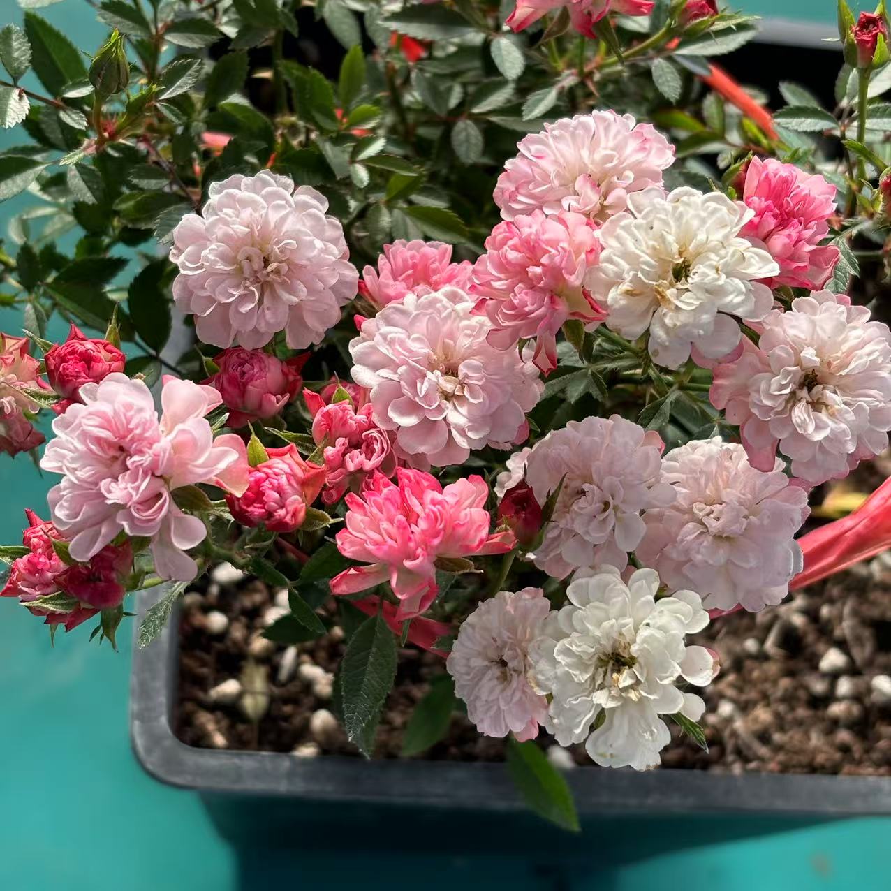 微型月季  重瓣樱花镜  多季节开花 