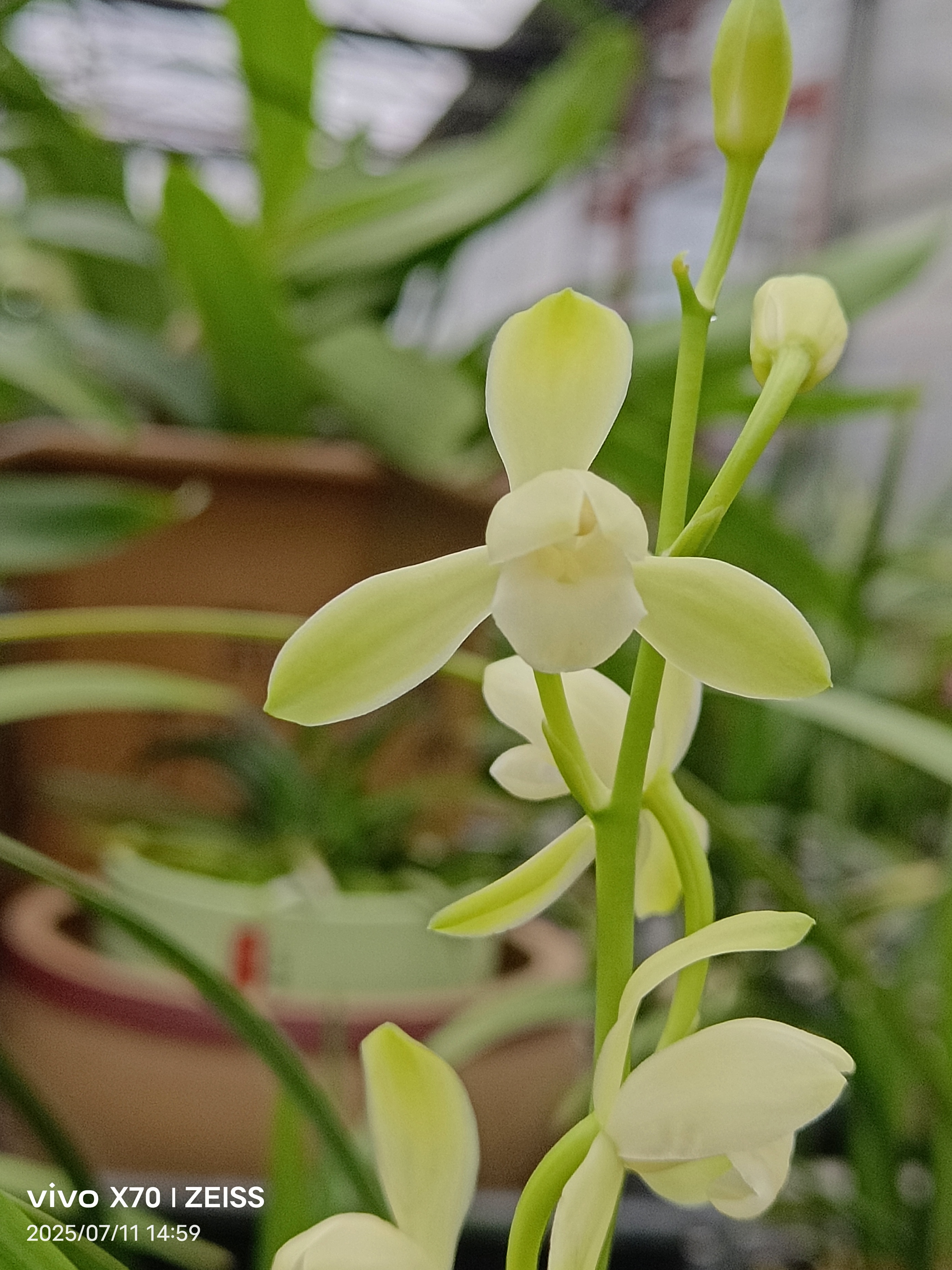 四季兰直播讲解，一物一拍