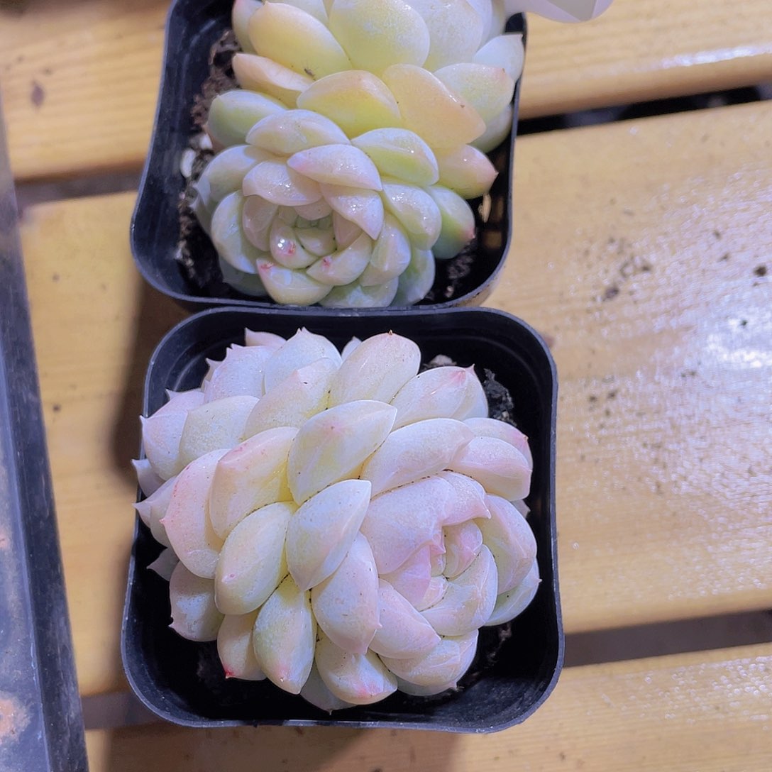 4号 白白桃双头一个