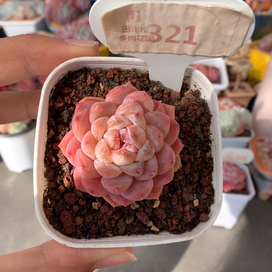 321糖心多肉植物福利