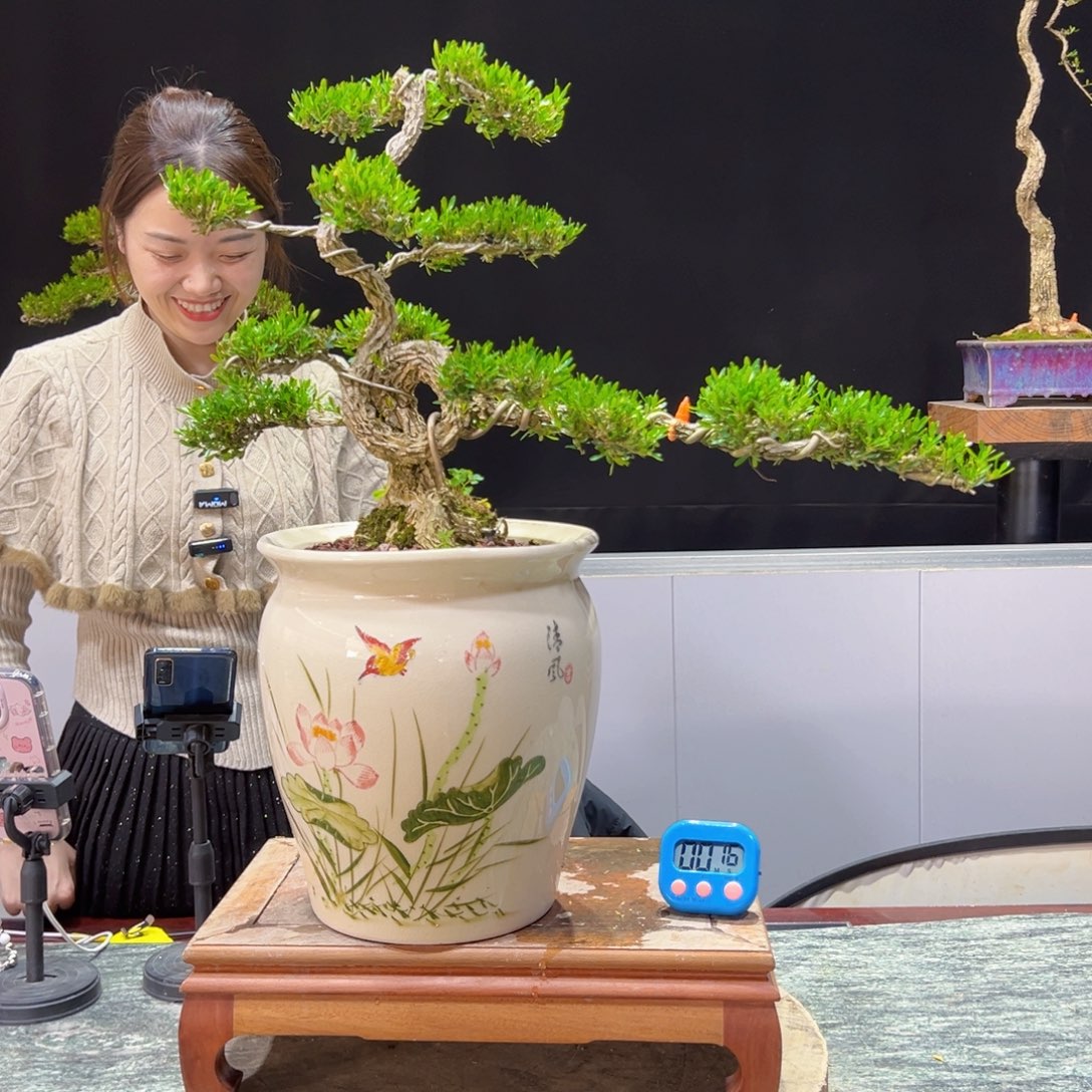 四季常青老桩黄杨盆景