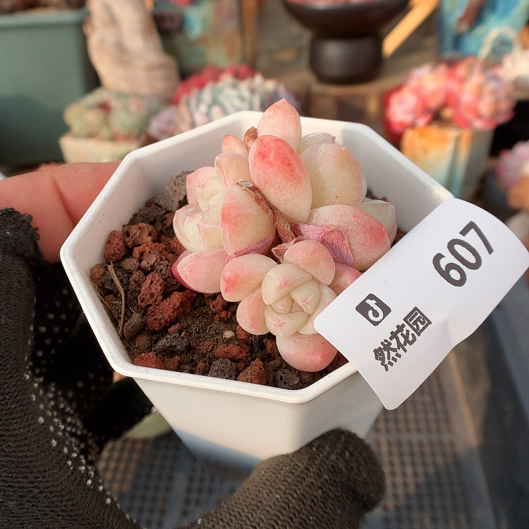 607冰玉多肉植物6666