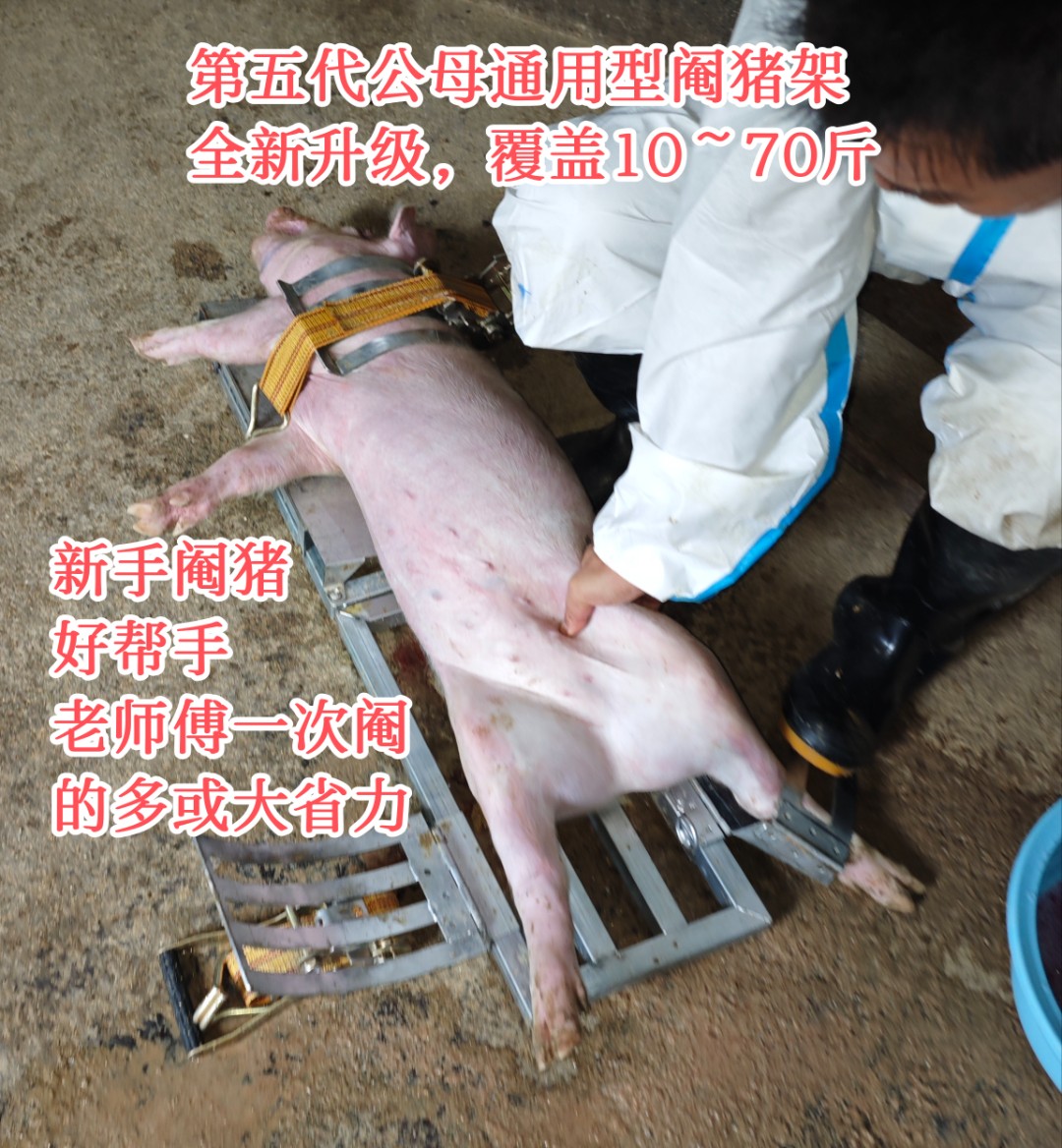 坐地式左撇子阉猪架双挂钩阉母猪折叠式阉猪架仔猪固定阉公猪固定