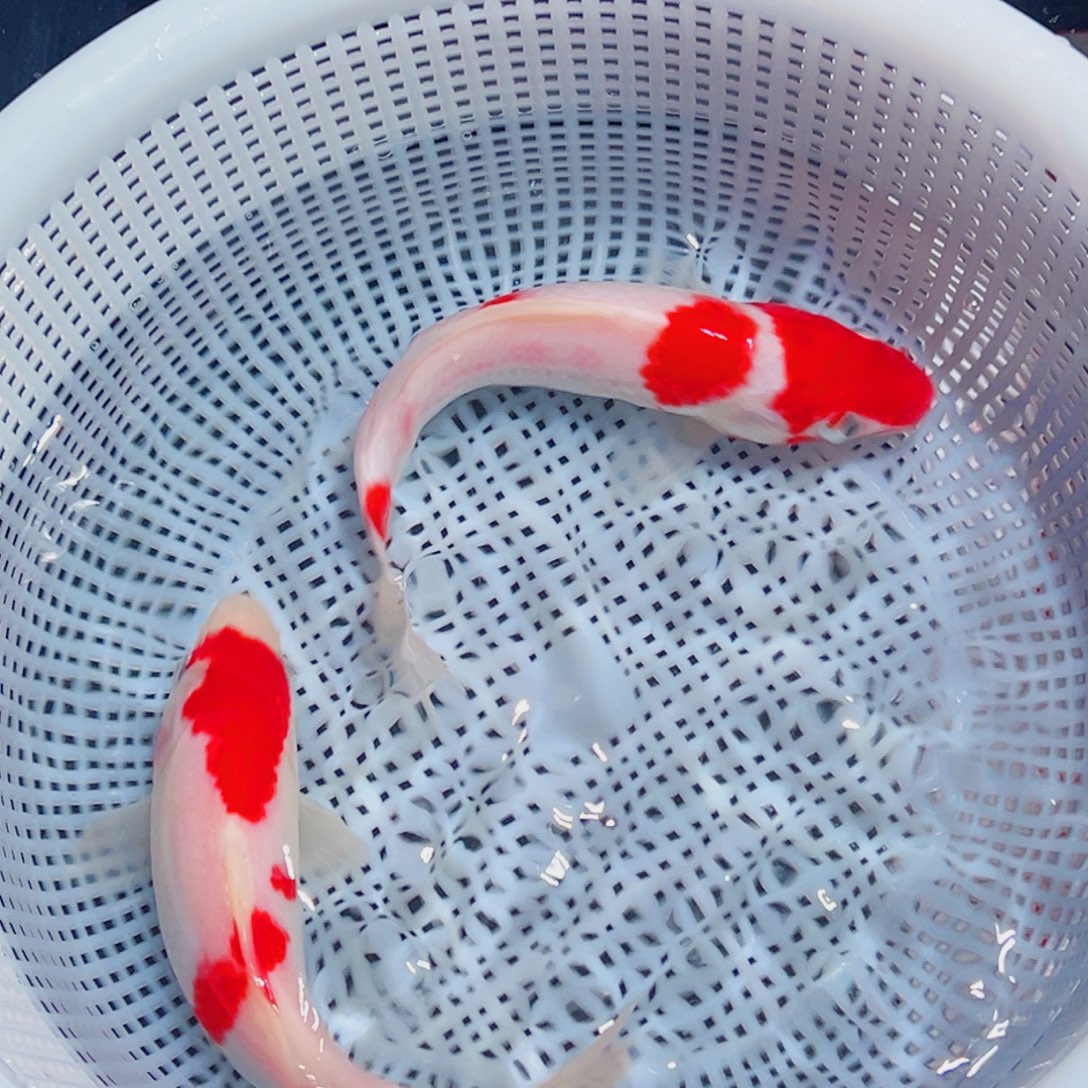 锦鲤锦鲤观赏鱼1111