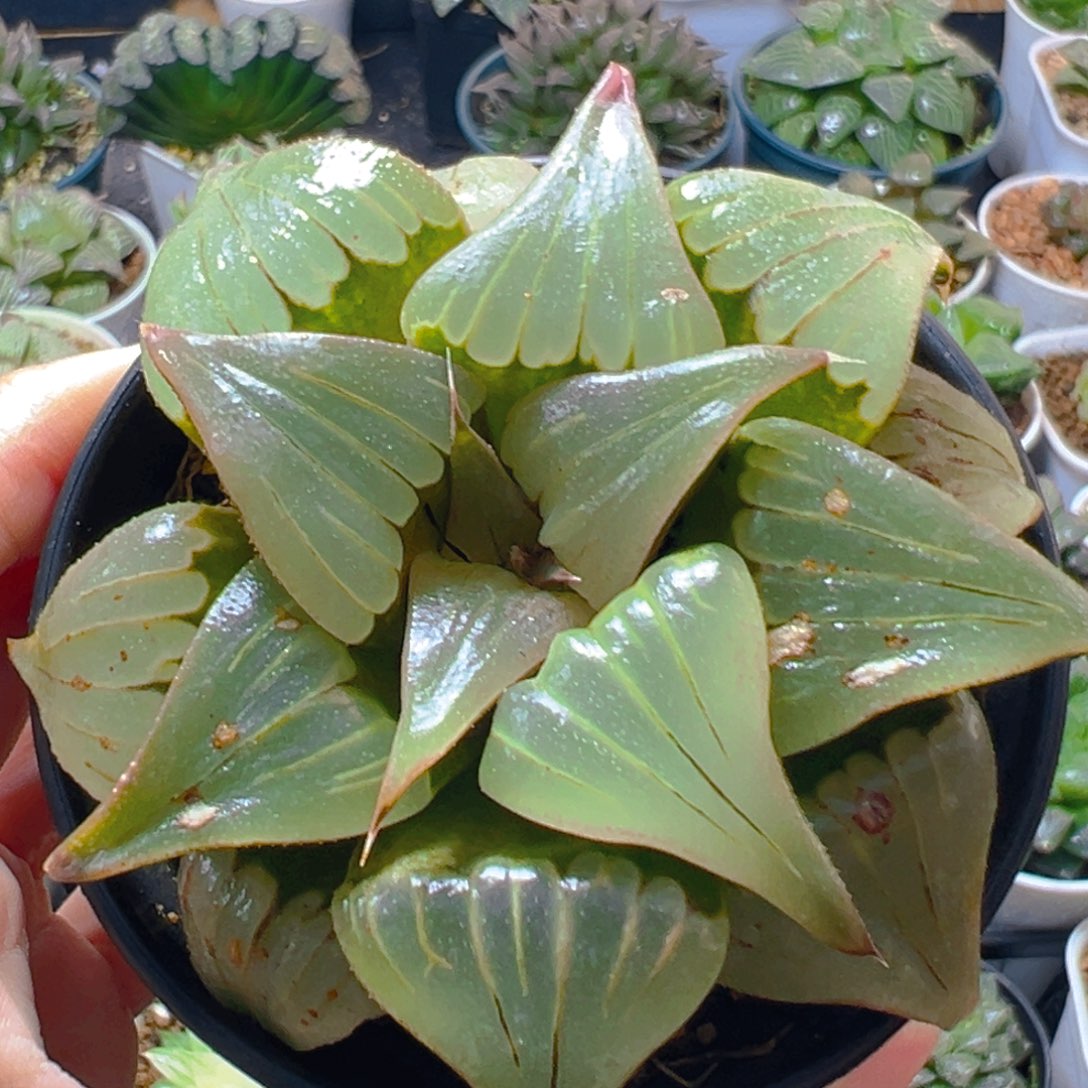 万象盆瑕疵媚凤多肉植物