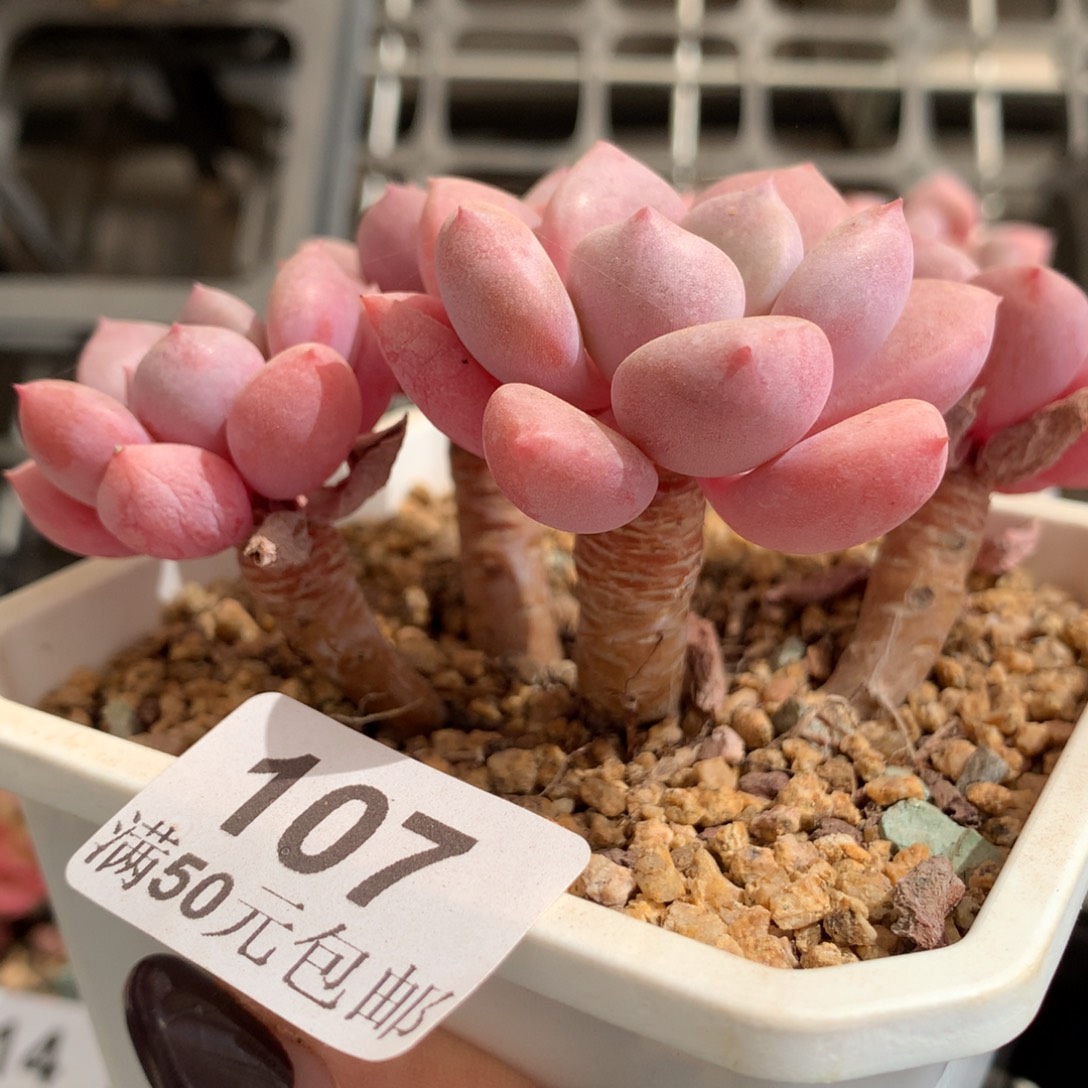 107。花斑鹿老桩四头。