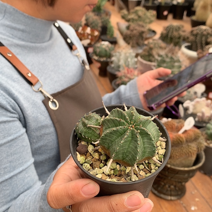 法力达双头666666666666