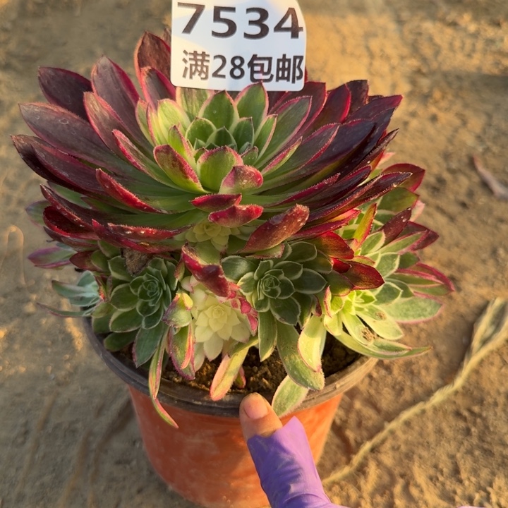 7534二号棚海王多肉N