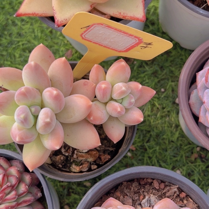 健健康康平平安安