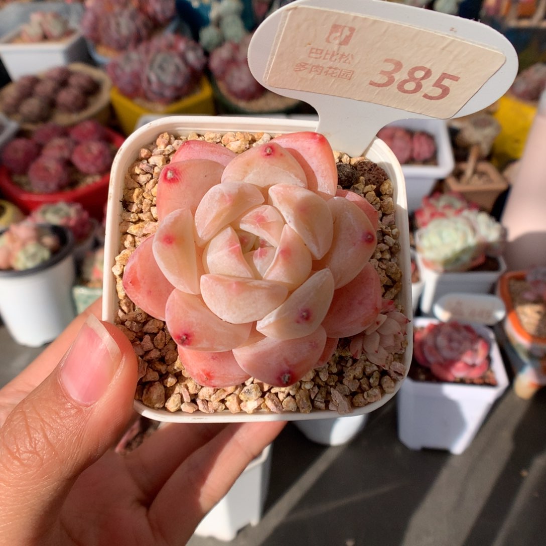 385糖心多肉植物