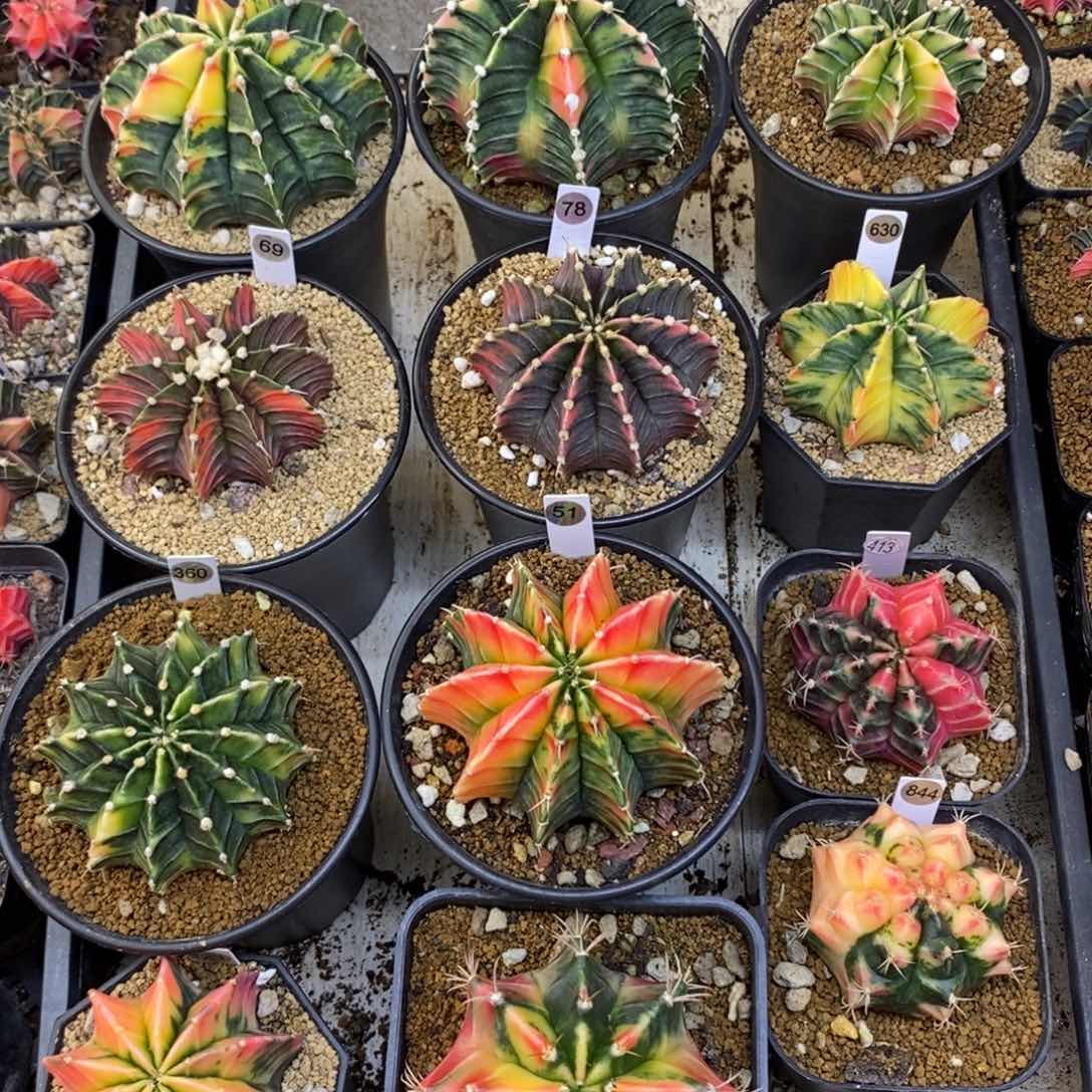 泰国进口肋骨锦+米哈洛维奇