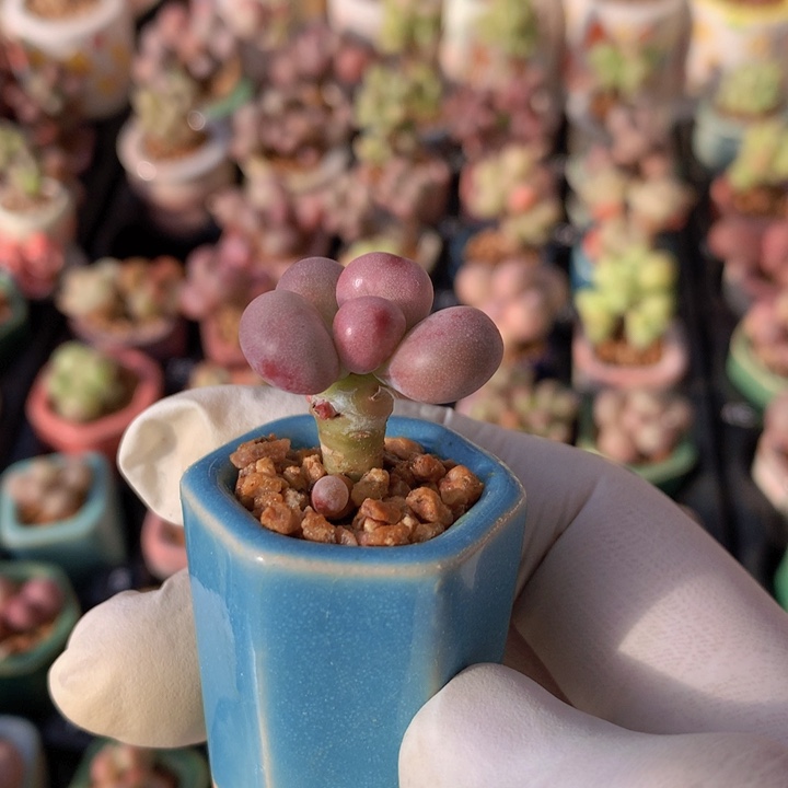 沫***燃韩国正版红宝石奶酪石化锦