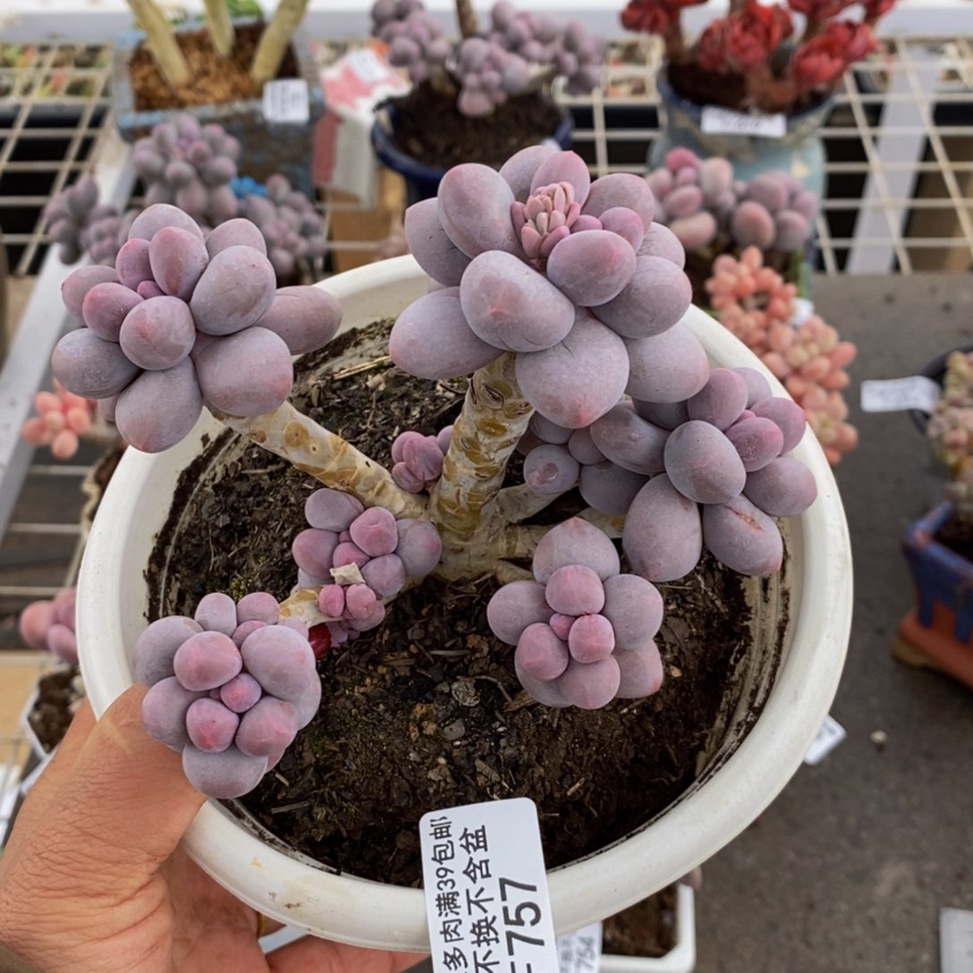 香水手指757/10c m