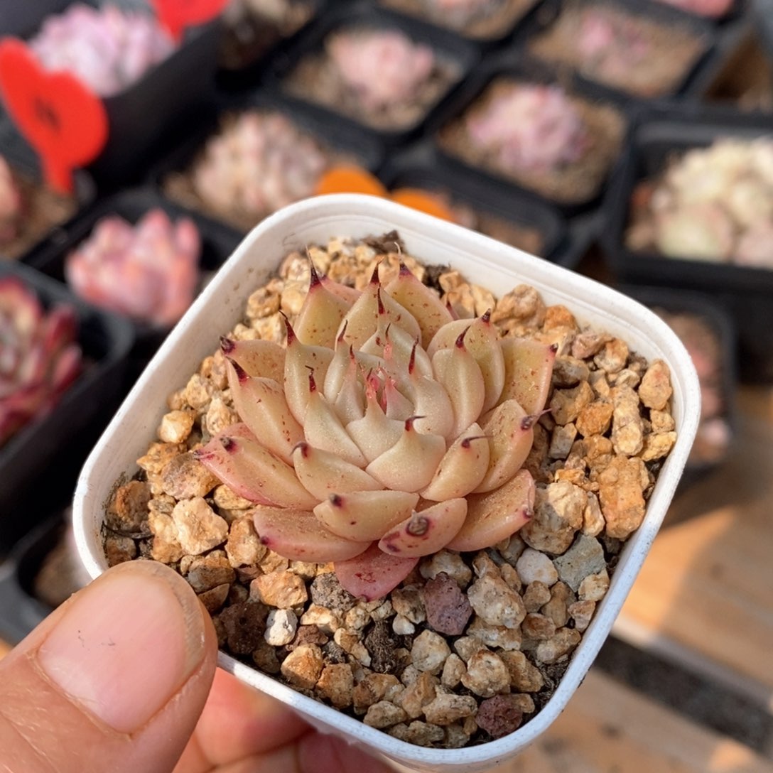精品多肉一物一拍不包整24