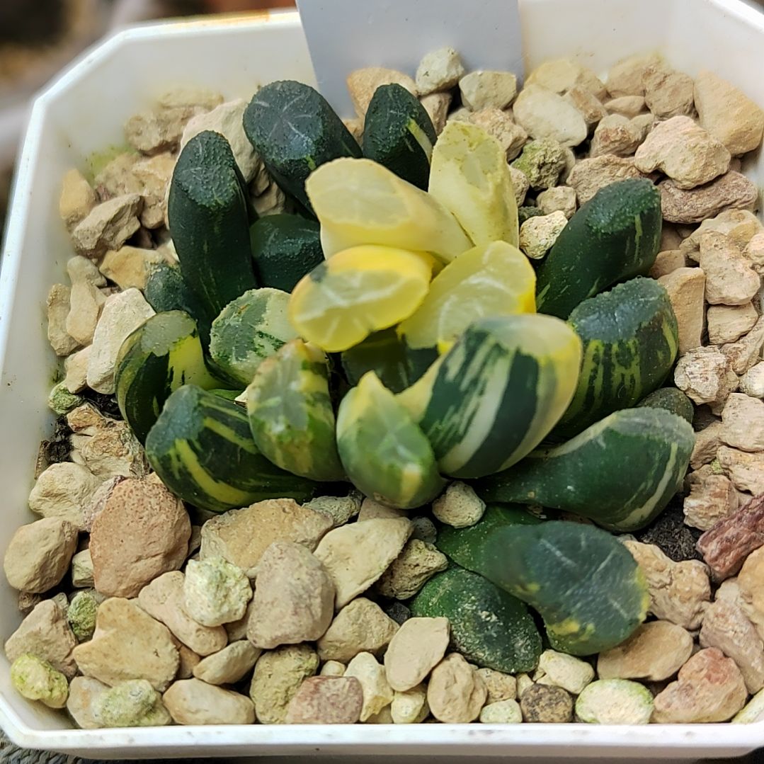 230号 实生万象锦5厘米左右一物一拍带盆