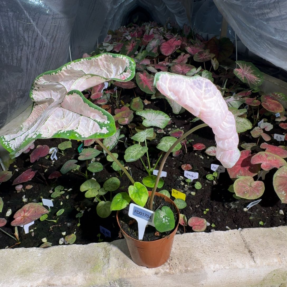 信***封无花朵虾卷寄养01704