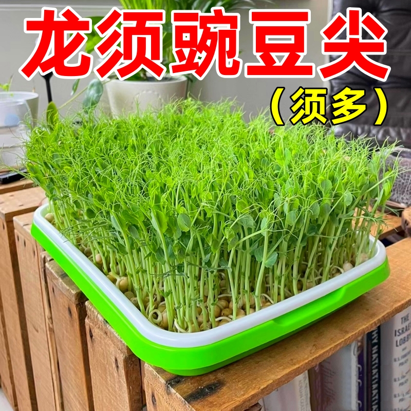好吃豌豆苗种子农家菜园阳台秋冬季节播种香甜蔬菜豌豆苗种孑种籽