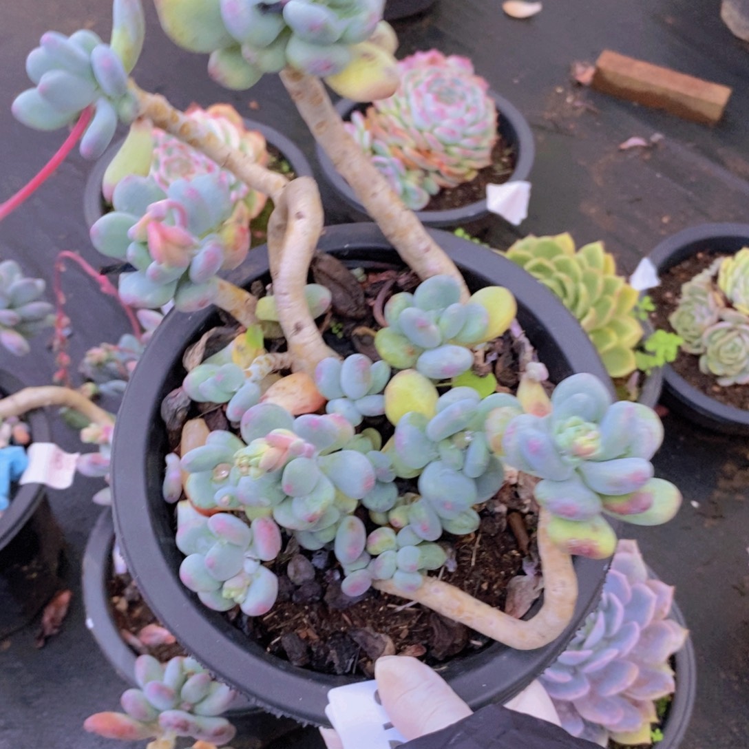 0127苹果奶酪一物一拍