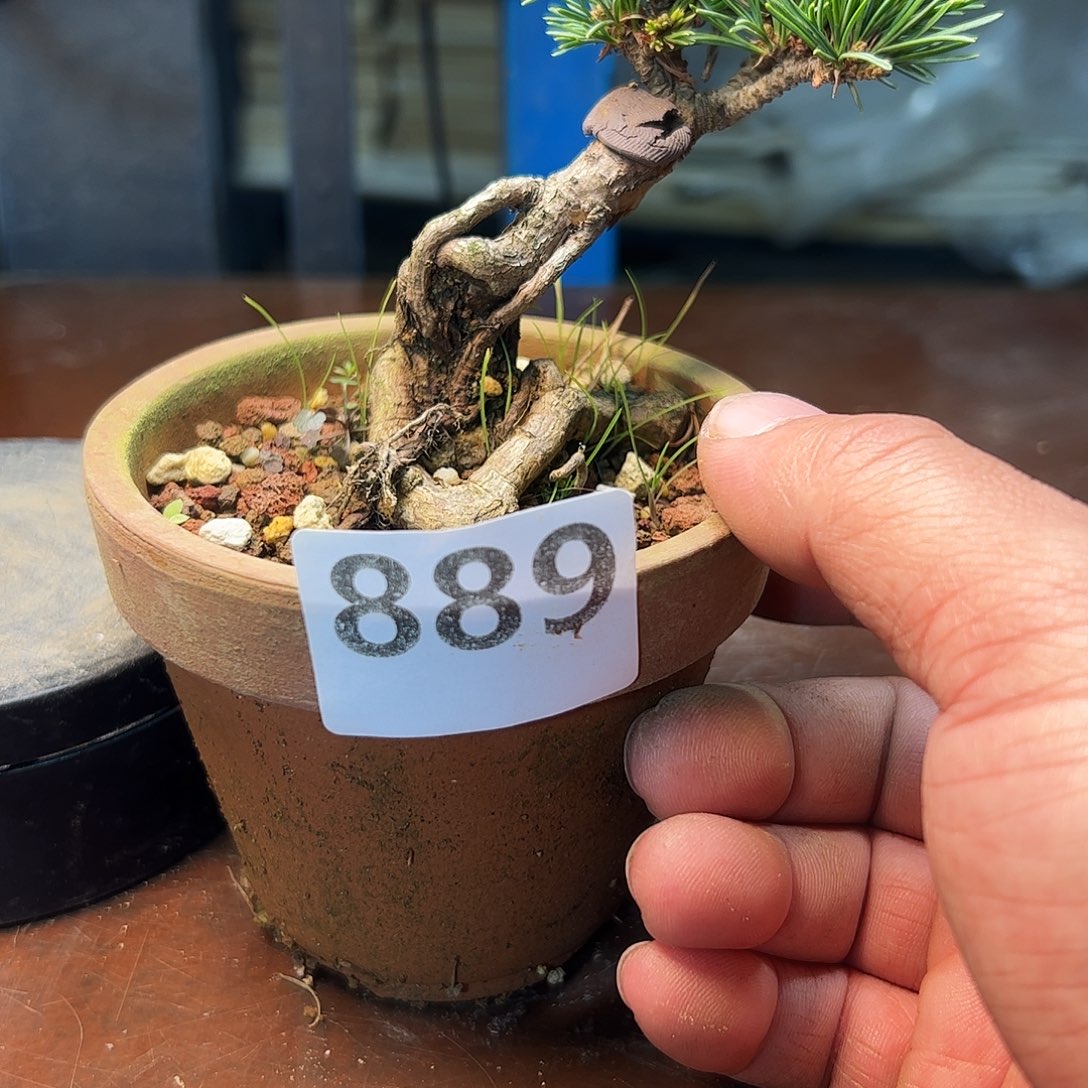 无花朵健健康康快快乐乐