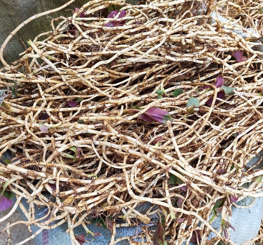 现挖农家鱼腥草折耳根新鲜嫩根清爽脆口