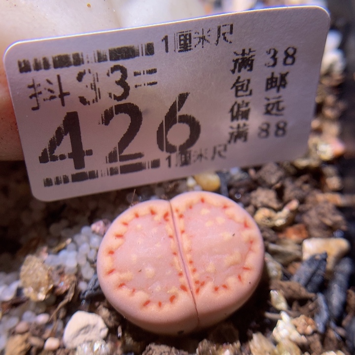 精品生石花33.426