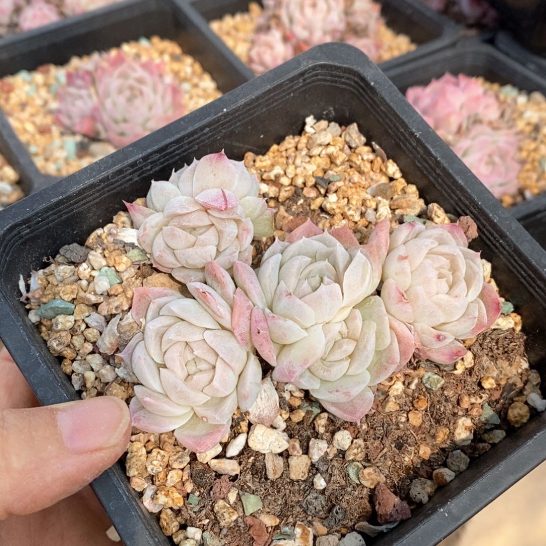 精品多肉一物一拍不包整566