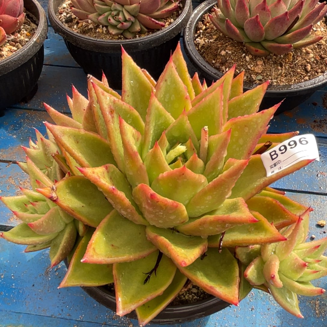 无花朵若茹东云单拍B996