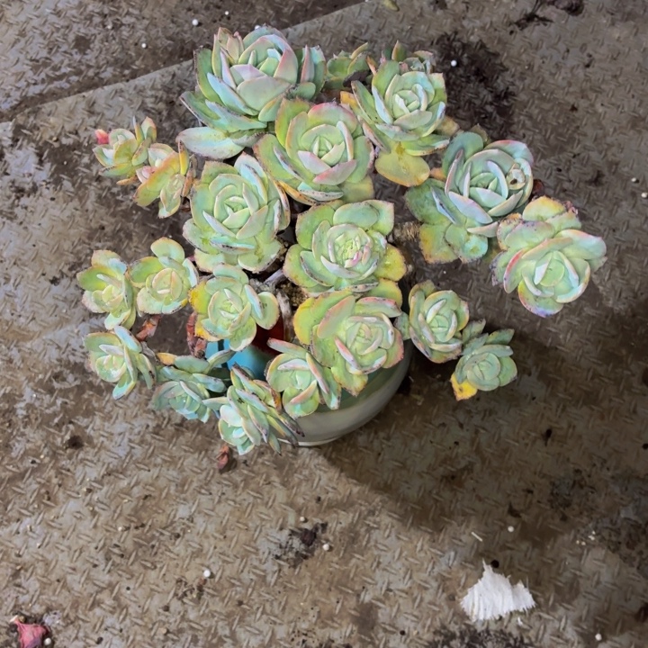 老桩精品肉肉雪凤带盆