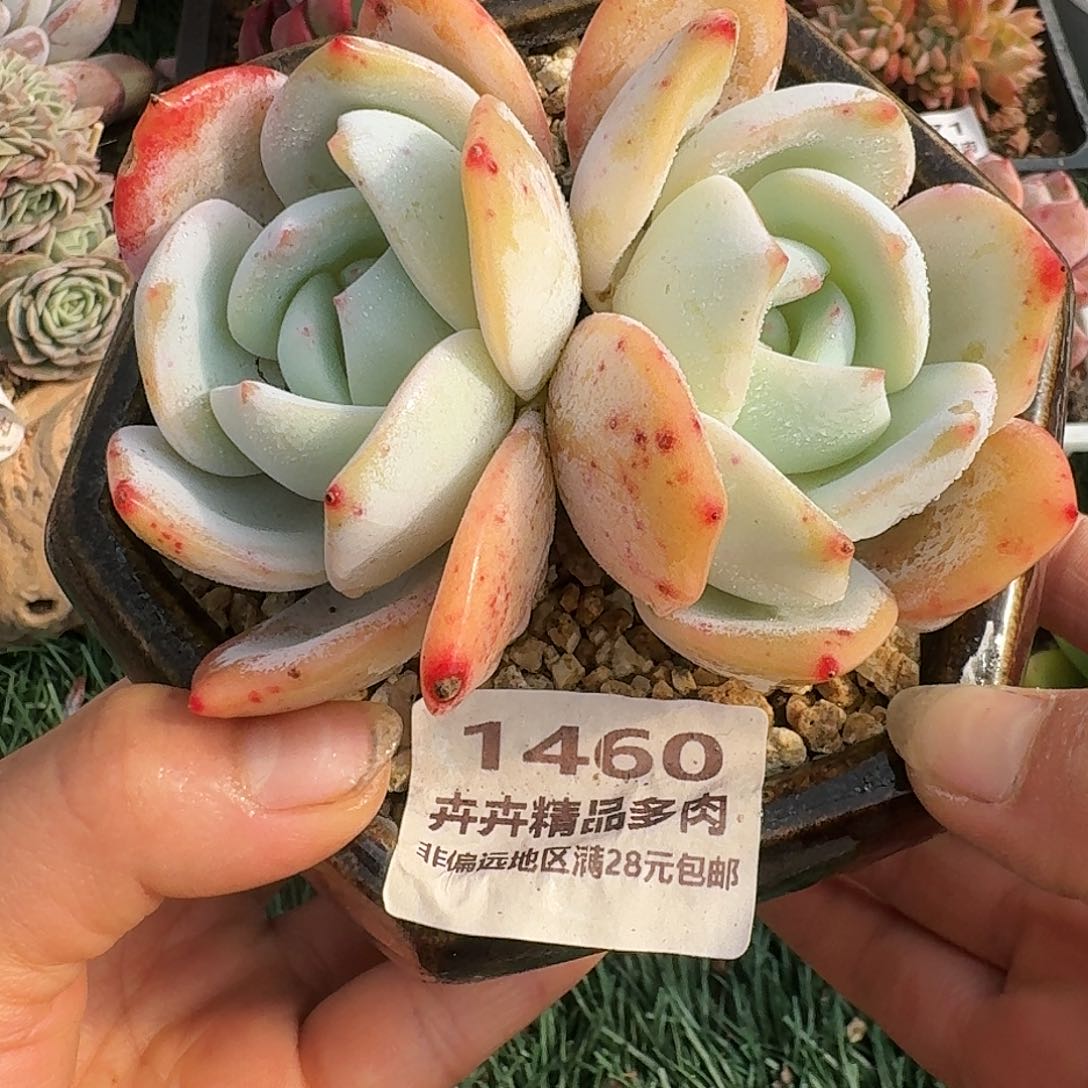 1460一物一拍（满28包邮）