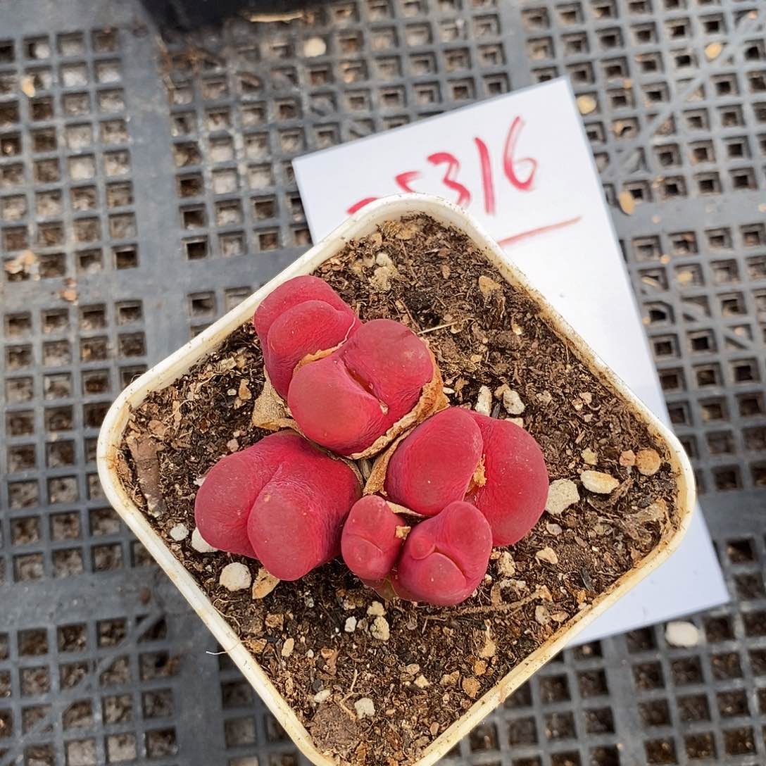 25316。  七头红丝绒 有两奔驰头。