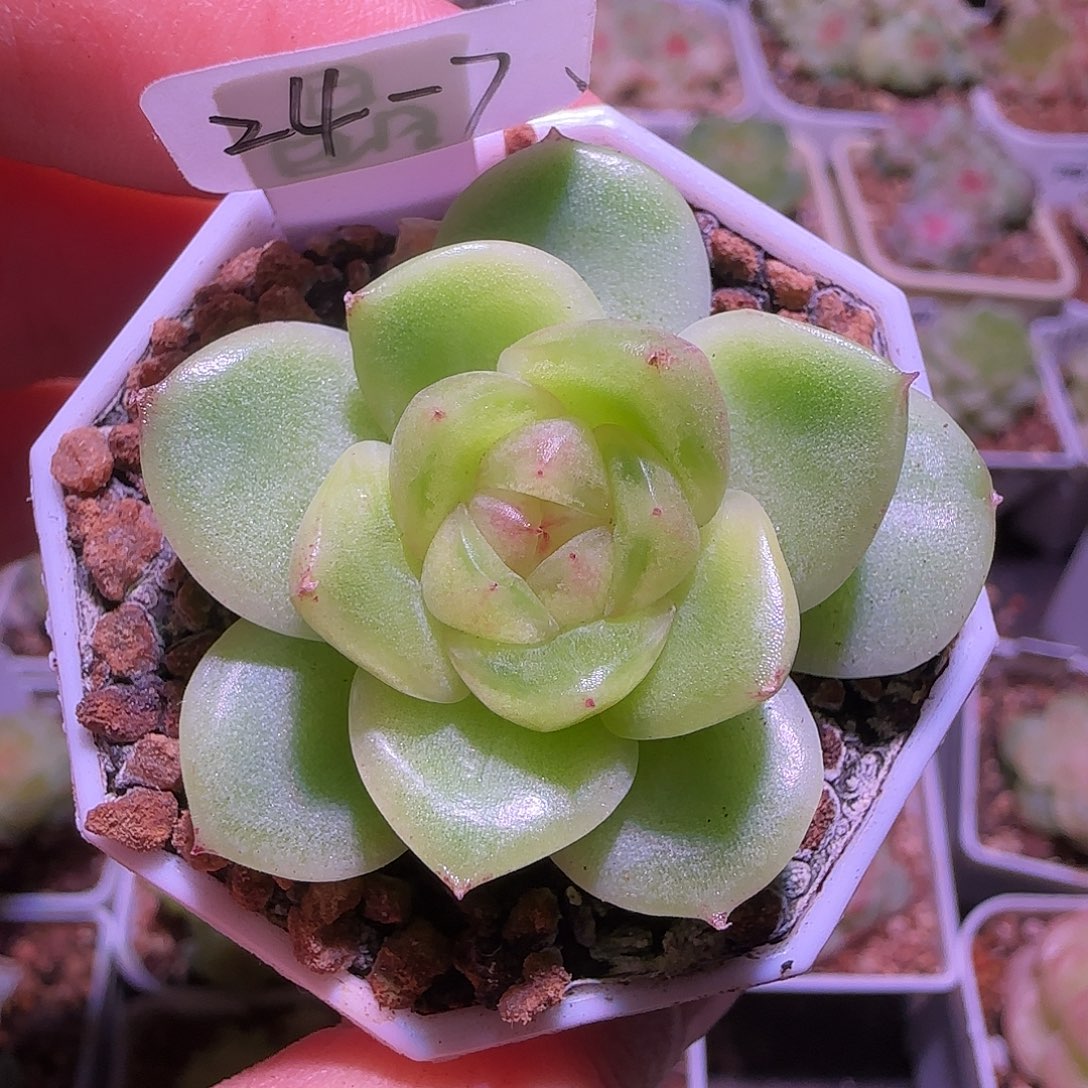 24-7福利晶晶珍妮单头