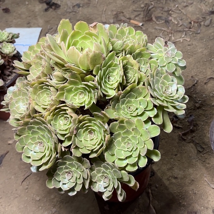 多肉植物法师半夏28