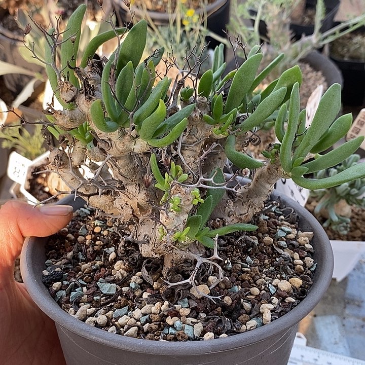 862万物想带盆脱土均可