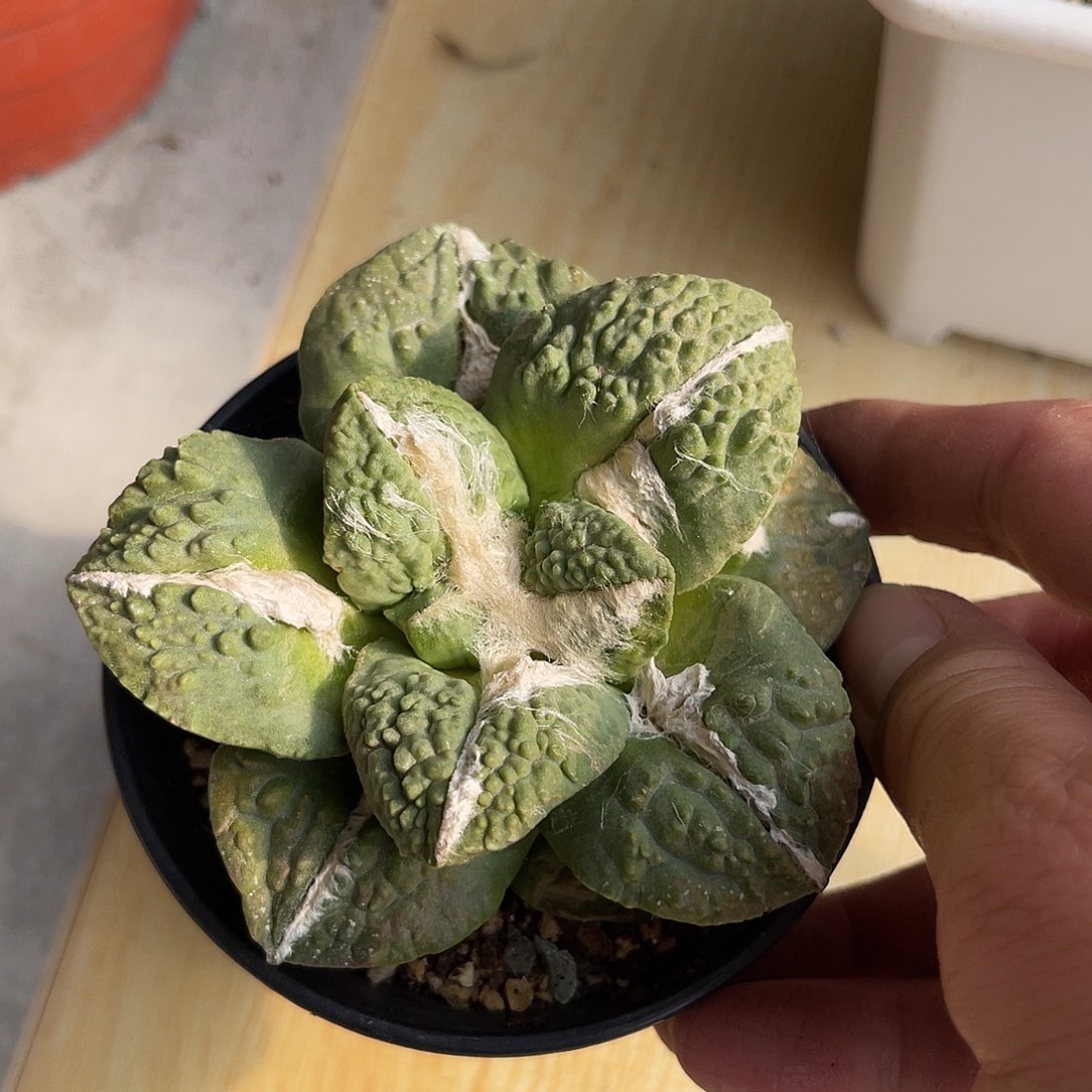 龙角牡丹一物一拍