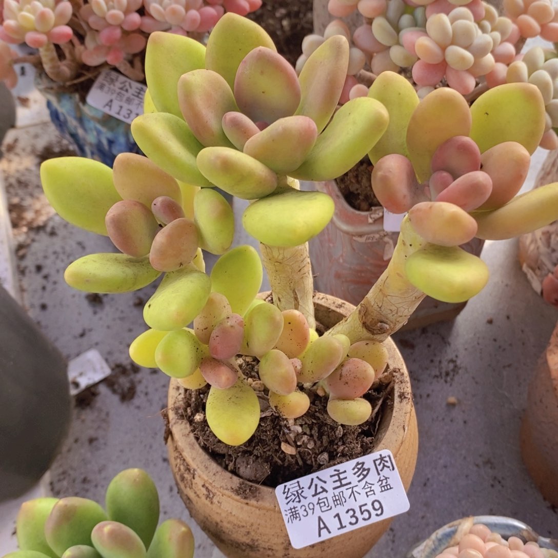 芒果奶老桩12cm1359多肉植物