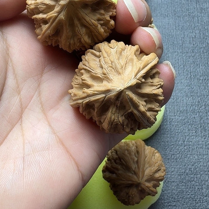 钩***钩核桃5555555555555