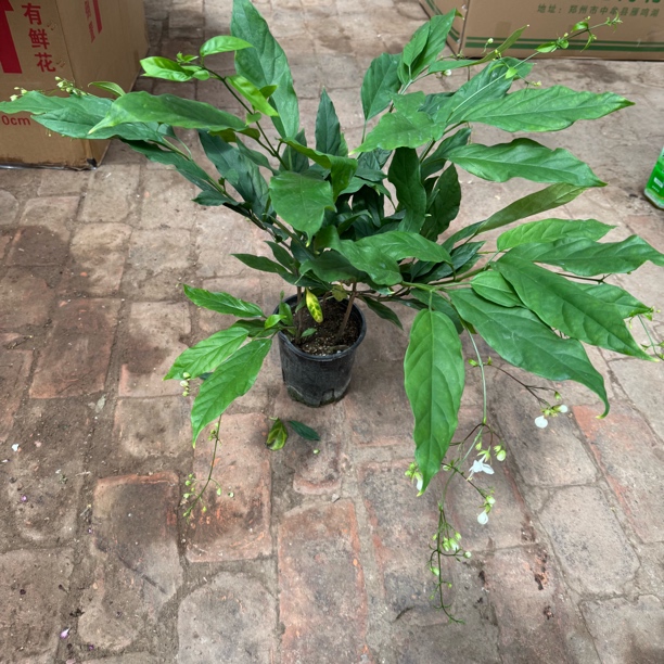 0.5加仑垂丝茉莉。室内开花植物