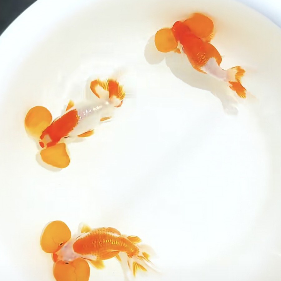 水泡金鱼传统金鱼冷水观赏鱼