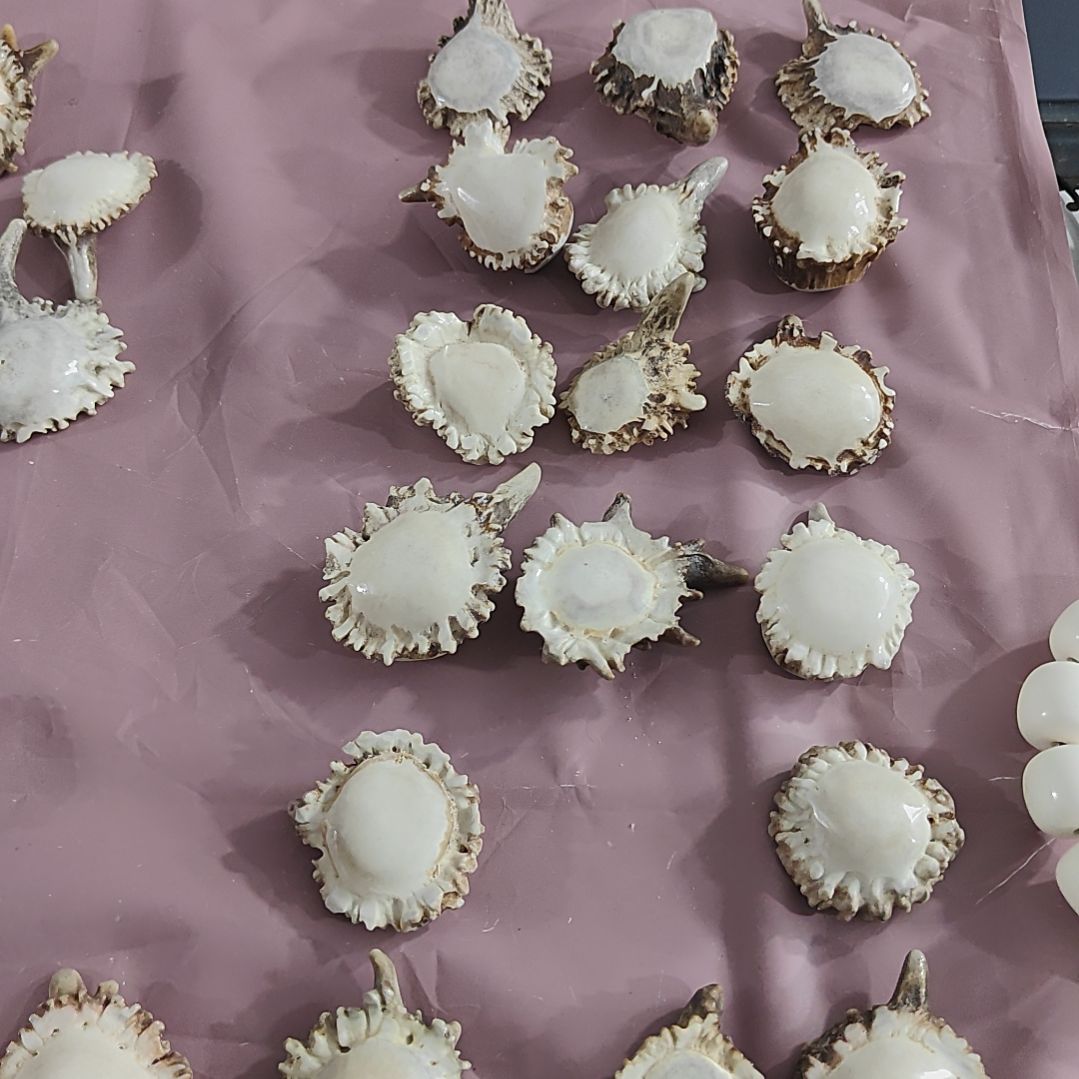 非金属鹿角精品小角