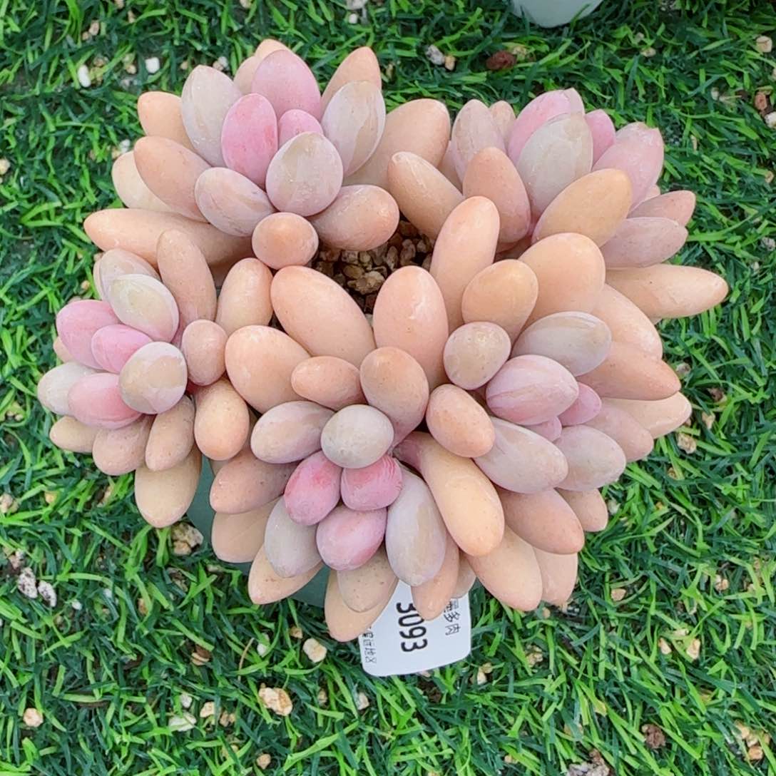 粉恋，3093多肉植物