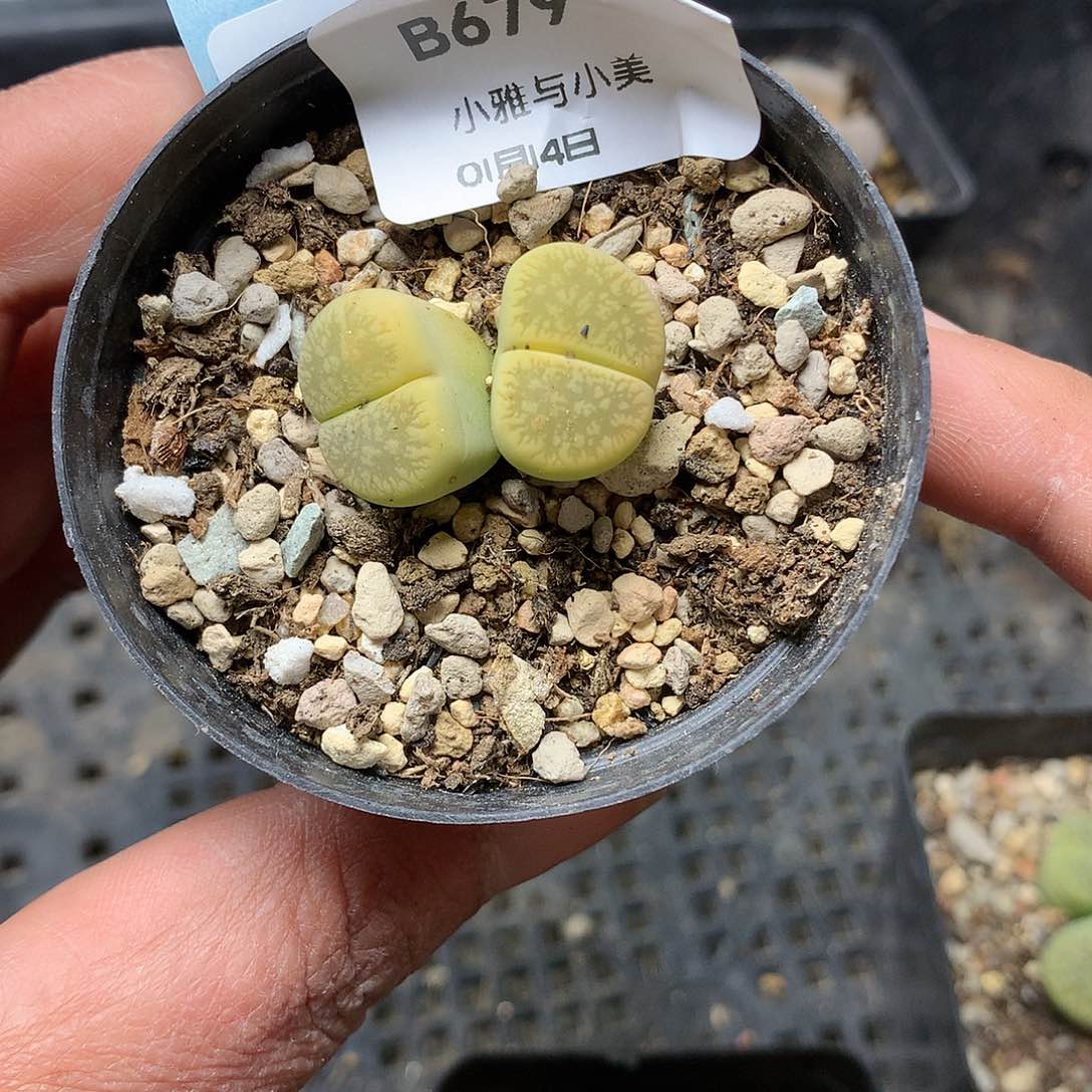 B679多肉植物保护研究所