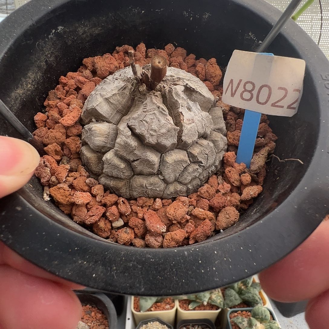 多肉植物专拍 一物一拍 南非龟甲龙8022