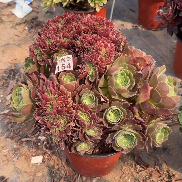 玫瑰缀……多肉植物的