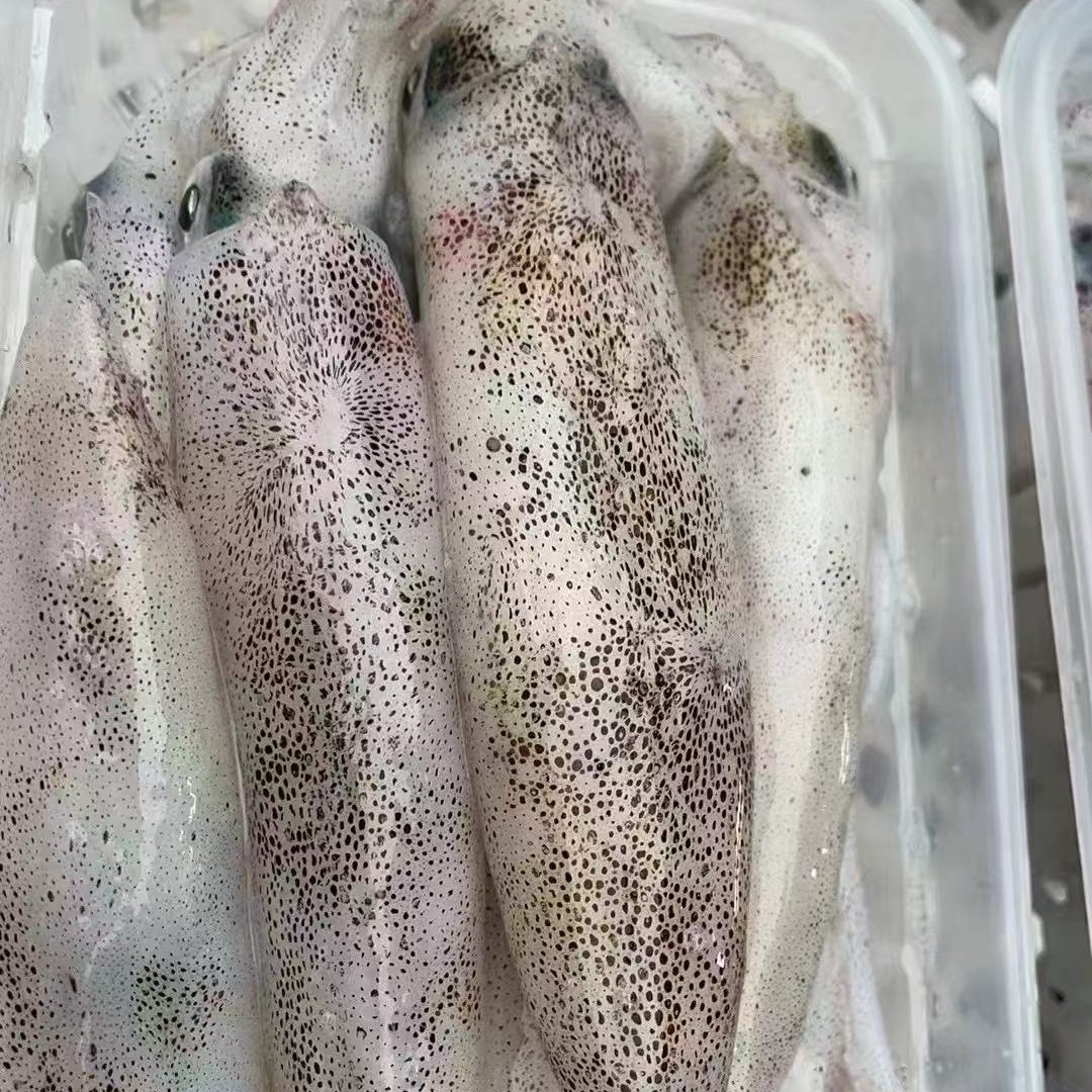 本港灯光鱿鱼 6-8条/斤  新鲜速冻 顺丰冷链包邮（鼎峰海产）博贺港