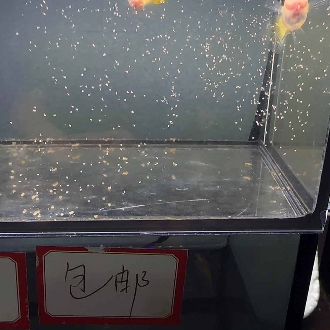 孔雀鱼黄金玻璃猫白子一对