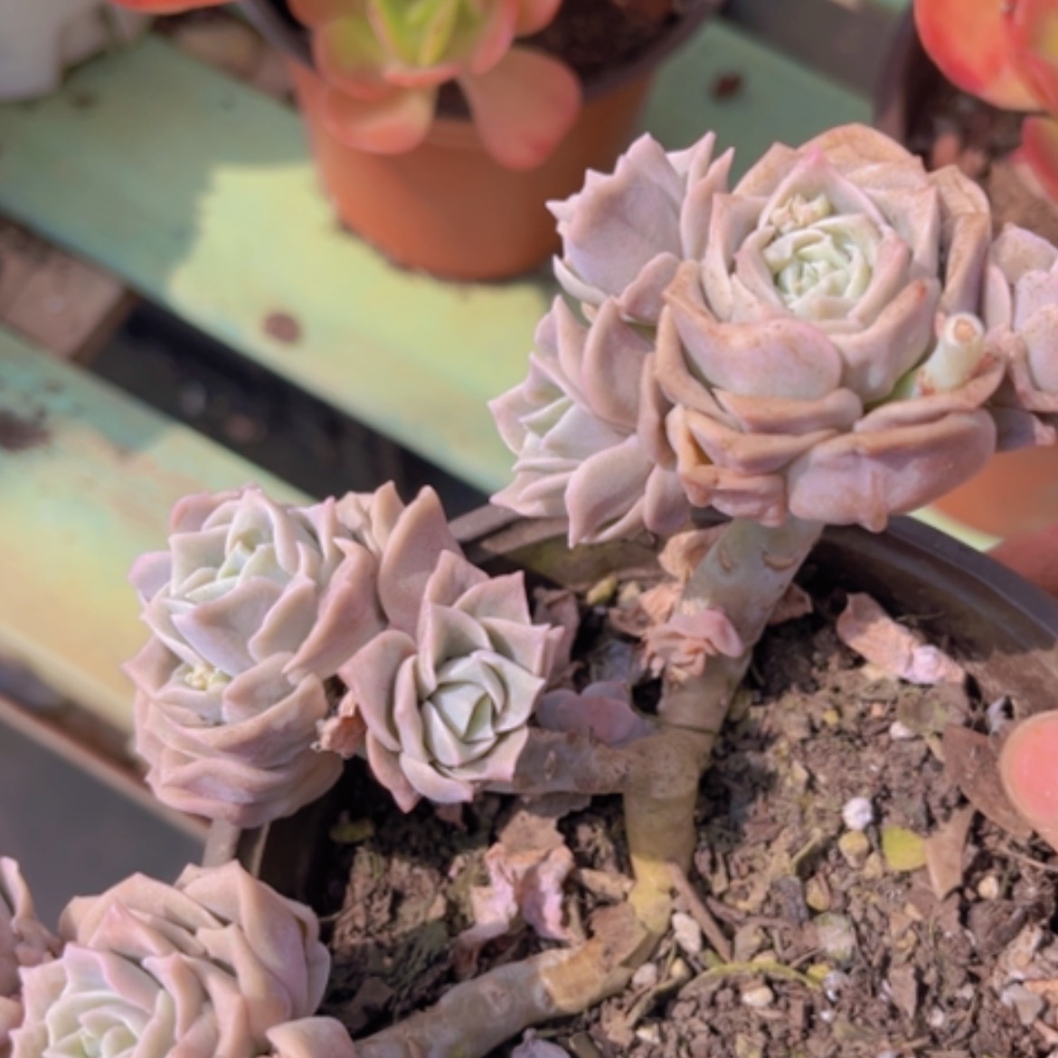 【闪购商品】可爱玫瑰15头1797