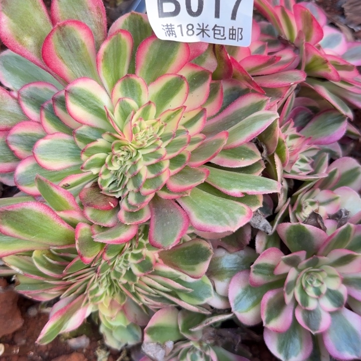 多肉法师多多缀化