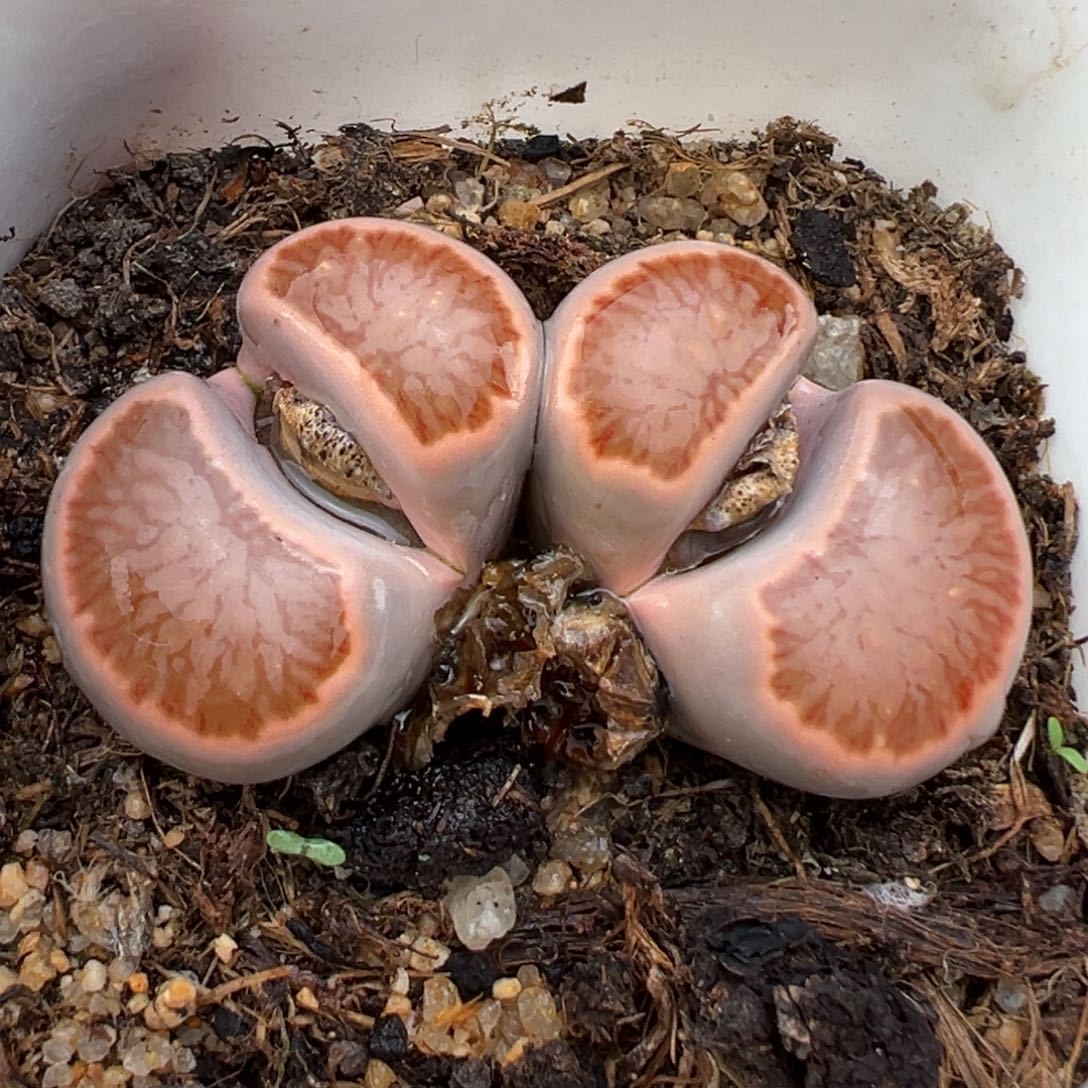 1.12好看的多肉630